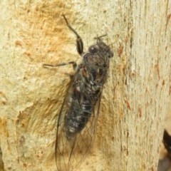 Myopsalta bassiana at Bruce, ACT - 28 Dec 2020