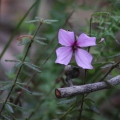 Tetratheca thymifolia (Black-eyed Susan) at Tura Beach, NSW - 29 Dec 2020 by KylieWaldon