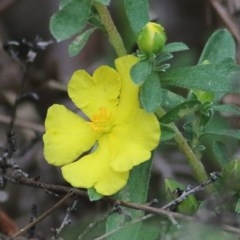 Hibbertia linearis (Showy Guinea Flower) at Tura Beach, NSW - 29 Dec 2020 by KylieWaldon