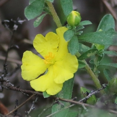 Hibbertia linearis at Tura Beach, NSW - 28 Dec 2020 by Kyliegw