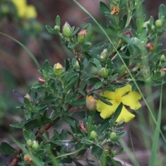 Hibbertia linearis at Tura Beach, NSW - 29 Dec 2020 08:50 AM