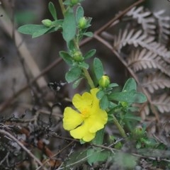 Hibbertia linearis at Tura Beach, NSW - 29 Dec 2020 08:50 AM