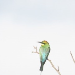 Merops ornatus (Rainbow Bee-eater) at Greenway, ACT - 28 Dec 2020 by BenW