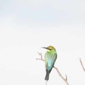 Merops ornatus at Greenway, ACT - 28 Dec 2020