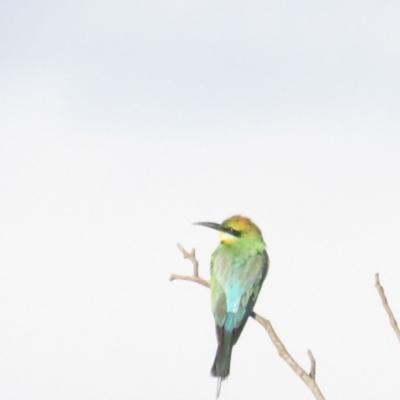 Merops ornatus (Rainbow Bee-eater) at Greenway, ACT - 28 Dec 2020 by BenW