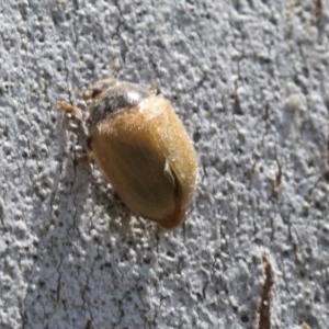 Coccinellidae (family) at Higgins, ACT - 27 Dec 2020