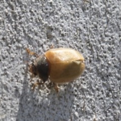 Coccinellidae (family) at Higgins, ACT - 27 Dec 2020