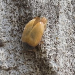 Coccinellidae (family) at Higgins, ACT - 27 Dec 2020 10:05 AM