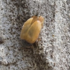 Coccinellidae (family) at Higgins, ACT - 27 Dec 2020