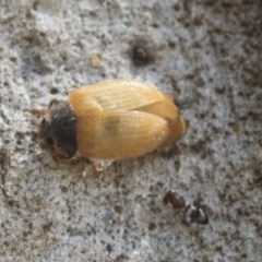 Coccinellidae (family) at Higgins, ACT - 27 Dec 2020