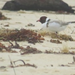 Thinornis rubricollis (Hooded Plover) at Ulladulla, NSW - 14 Dec 2020 by tomtomward