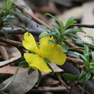 Hibbertia diffusa at Tura Beach, NSW - 29 Dec 2020