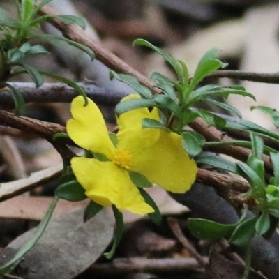 Hibbertia diffusa (Wedge Guinea Flower) at Tura Beach, NSW - 28 Dec 2020 by Kyliegw