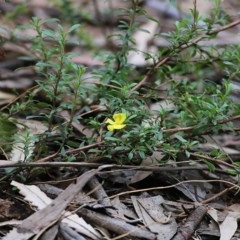 Hibbertia diffusa at Tura Beach, NSW - 29 Dec 2020