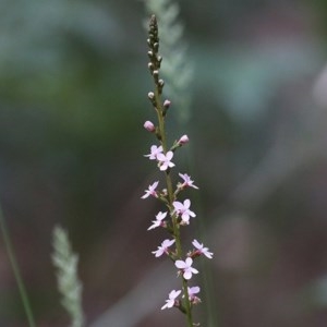 Stylidium sp. at Tura Beach, NSW - 29 Dec 2020 08:30 AM