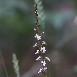 Stylidium (genus) at Tura Beach, NSW - 29 Dec 2020 08:30 AM