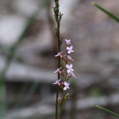 Stylidium sp. at Tura Beach, NSW - 29 Dec 2020 08:30 AM