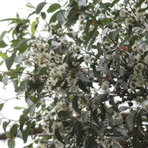 Eucalyptus globoidea at Tura Beach, NSW - 29 Dec 2020 08:45 AM