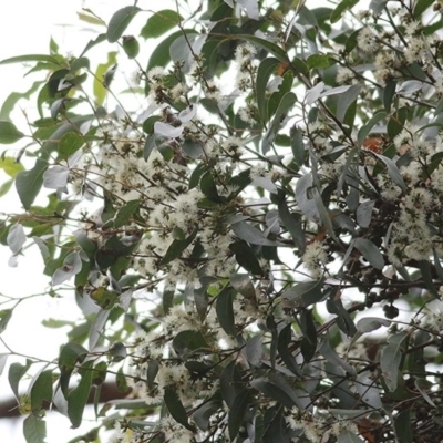 Eucalyptus globoidea (White Stringybark) at Tura Beach, NSW - 28 Dec 2020 by Kyliegw