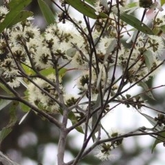 Eucalyptus globoidea at Tura Beach, NSW - 29 Dec 2020