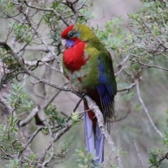 Platycercus elegans (Crimson Rosella) at Tura Beach, NSW - 29 Dec 2020 by KylieWaldon