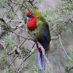 Platycercus elegans (Crimson Rosella) at Tura Beach, NSW - 28 Dec 2020 by KylieWaldon