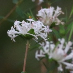 Pimelea linifolia subsp. linifolia (Queen of the Bush, Slender Rice-flower) at Tura Beach, NSW - 29 Dec 2020 by KylieWaldon