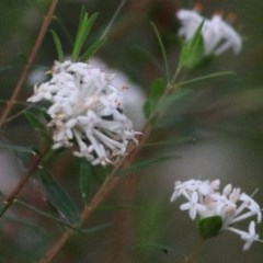 Pimelea linifolia subsp. linifolia at Tura Beach, NSW - 29 Dec 2020 08:30 AM