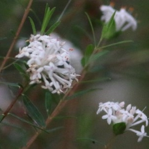 Pimelea linifolia subsp. linifolia at Tura Beach, NSW - 29 Dec 2020