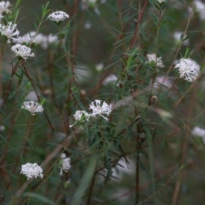 Pimelea linifolia subsp. linifolia at Tura Beach, NSW - 29 Dec 2020