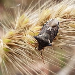 Oechalia schellenbergii (Spined Predatory Shield Bug) at Kowen Escarpment - 29 Dec 2020 by trevorpreston