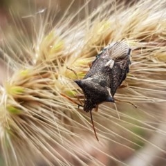 Oechalia schellenbergii (Spined Predatory Shield Bug) at Kowen Escarpment - 28 Dec 2020 by tpreston