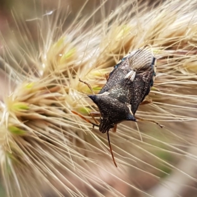 Oechalia schellenbergii (Spined Predatory Shield Bug) at Kowen Escarpment - 28 Dec 2020 by tpreston