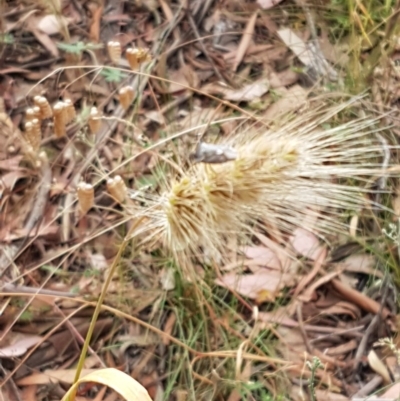 Cynosurus echinatus (Rough Dog's Tail Grass) at Kowen, ACT - 29 Dec 2020 by trevorpreston