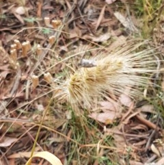 Cynosurus echinatus (Rough Dog's Tail Grass) at Kowen Escarpment - 28 Dec 2020 by tpreston