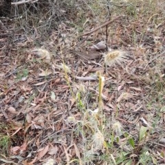 Cynosurus echinatus at Kowen, ACT - 29 Dec 2020