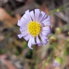 Brachyscome rigidula (Hairy Cut-leaf Daisy) at Kowen Escarpment - 28 Dec 2020 by tpreston