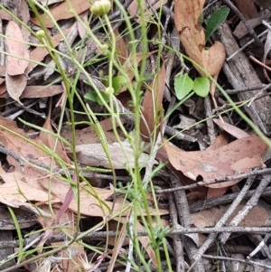 Brachyscome rigidula at Kowen, ACT - 29 Dec 2020 10:42 AM