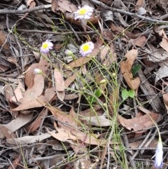 Brachyscome rigidula at Kowen, ACT - 29 Dec 2020