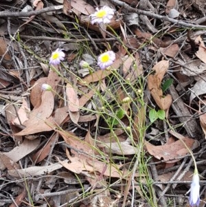 Brachyscome rigidula at Kowen, ACT - 29 Dec 2020