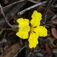 Goodenia hederacea (Ivy Goodenia) at Kowen, ACT - 28 Dec 2020 by tpreston