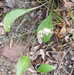 Goodenia hederacea at Kowen, ACT - 29 Dec 2020