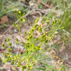 Senecio bathurstianus (Rough Fireweed) at Kowen, ACT - 28 Dec 2020 by tpreston