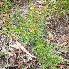 Senecio bathurstianus at Kowen, ACT - 29 Dec 2020 10:44 AM