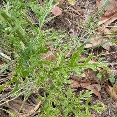 Senecio bathurstianus at Kowen, ACT - 29 Dec 2020