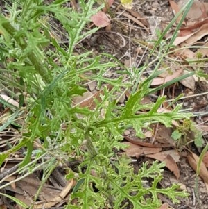 Senecio bathurstianus at Kowen, ACT - 29 Dec 2020