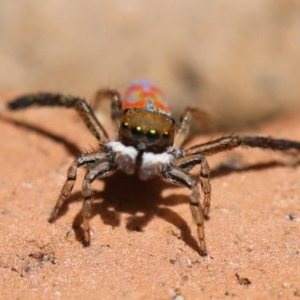 Maratus pavonis at Campbell, ACT - 28 Dec 2020