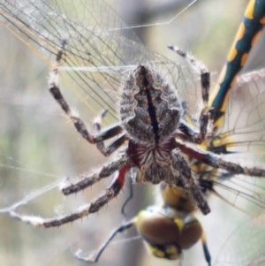 Araneinae (subfamily) at Kowen, ACT - 29 Dec 2020 10:45 AM