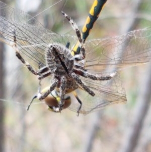 Araneinae (subfamily) at Kowen, ACT - 29 Dec 2020 10:45 AM