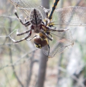 Araneinae (subfamily) at Kowen, ACT - 29 Dec 2020 10:45 AM